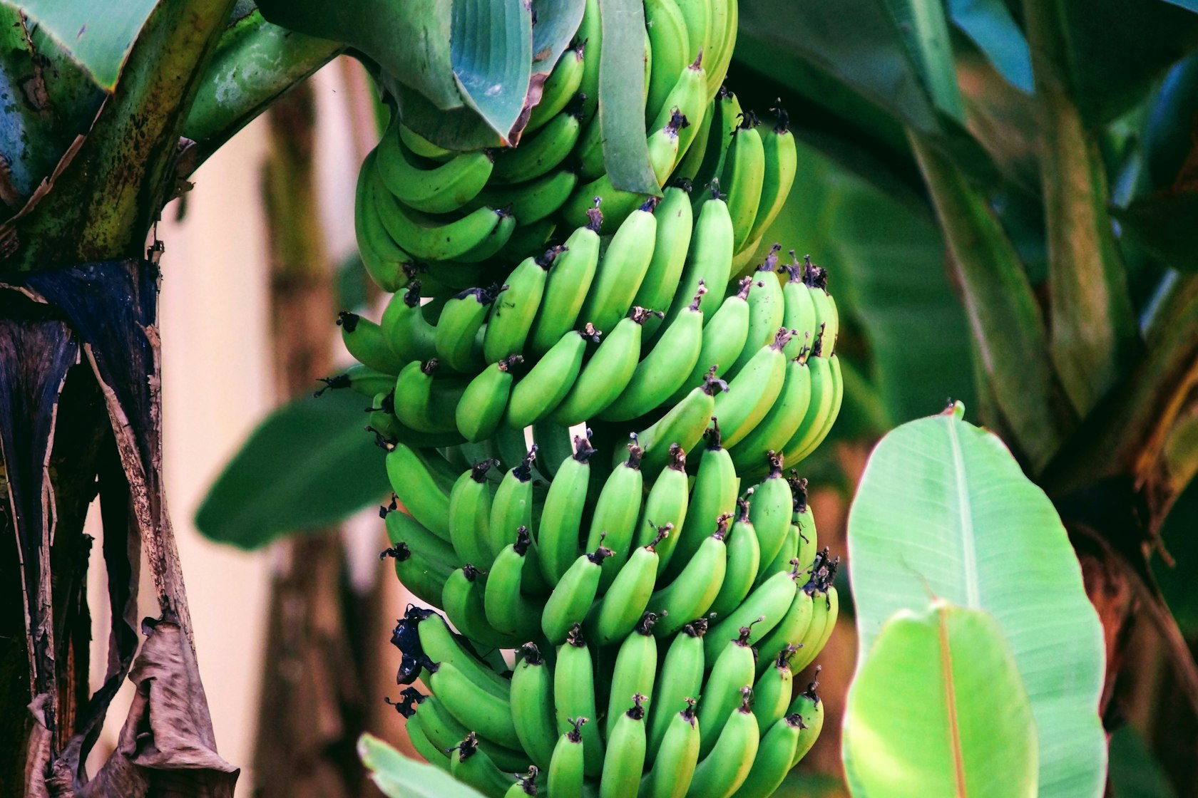 A bunch of green bananas on the plant